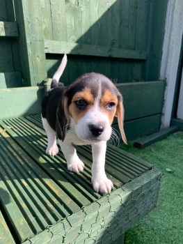 Home raised Beagle Puppies