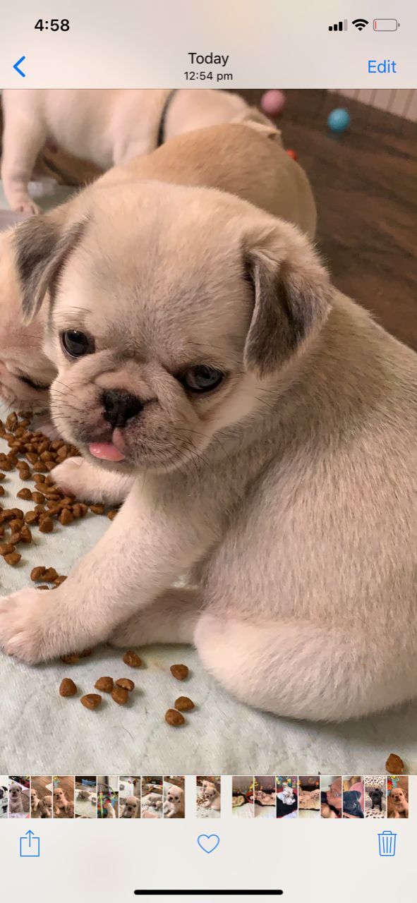  pug puppies