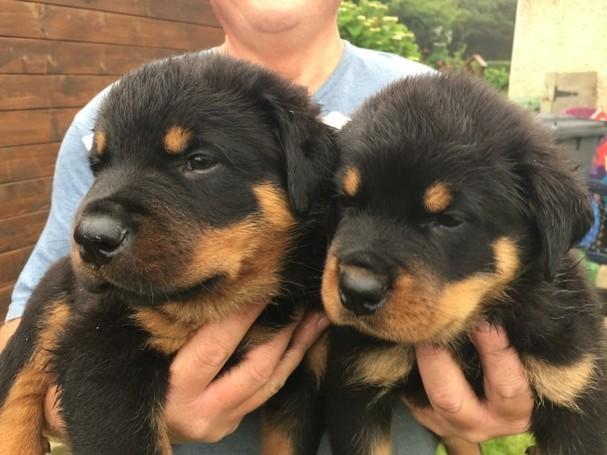  German Rottweiler Puppies