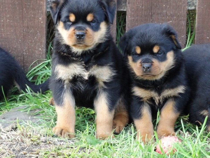  German Rottweiler Puppies