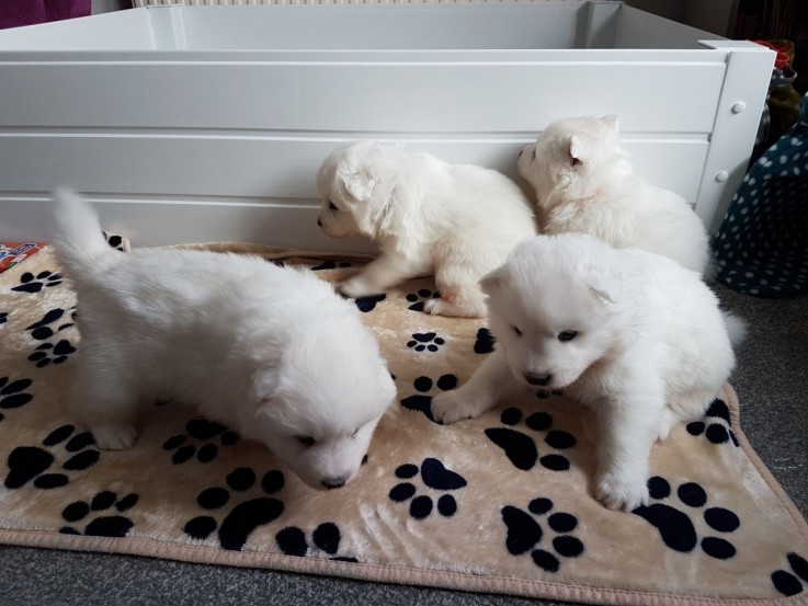  Samoyed Puppies