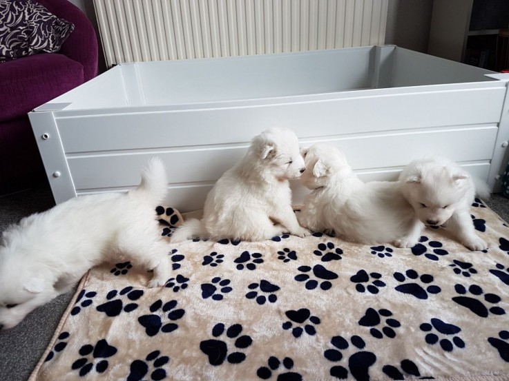  Samoyed Puppies