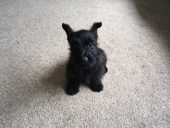 scottish terrier puppies