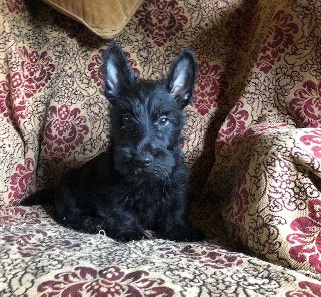 scottish terrier puppies