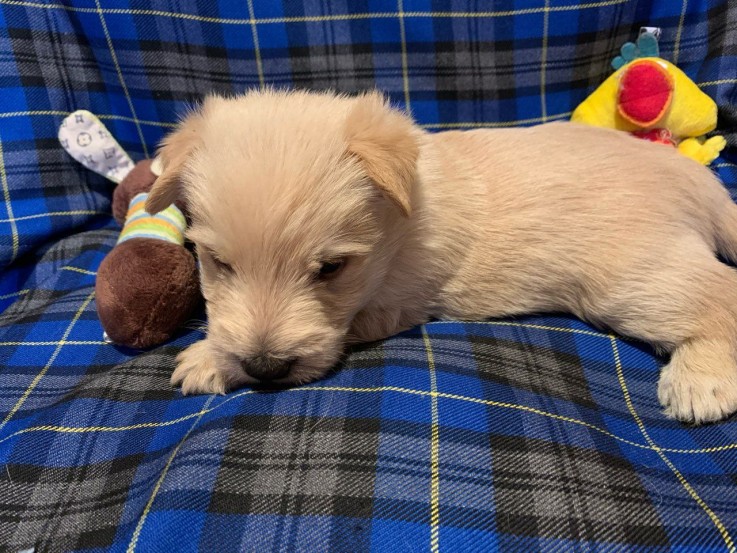 scottish terrier puppies