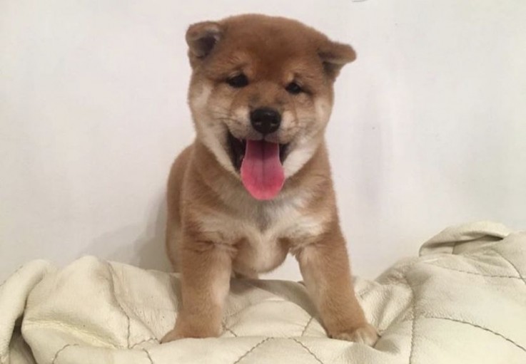  Shiba inu Puppies 