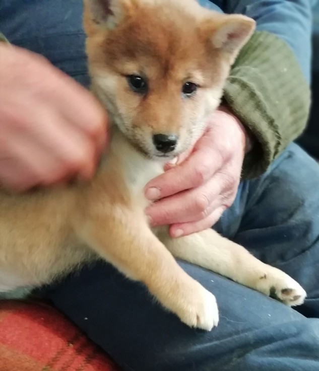  Shiba inu Puppies 