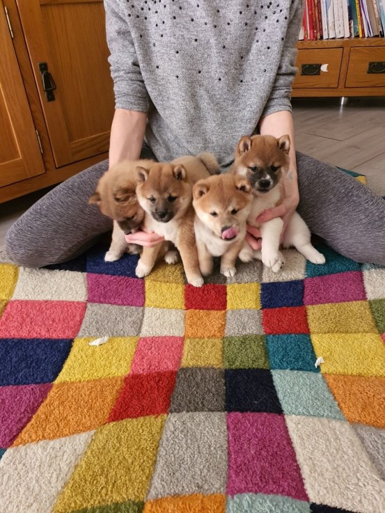  Shiba inu Puppies 