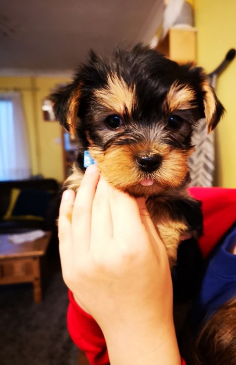  Shih Tzu puppies