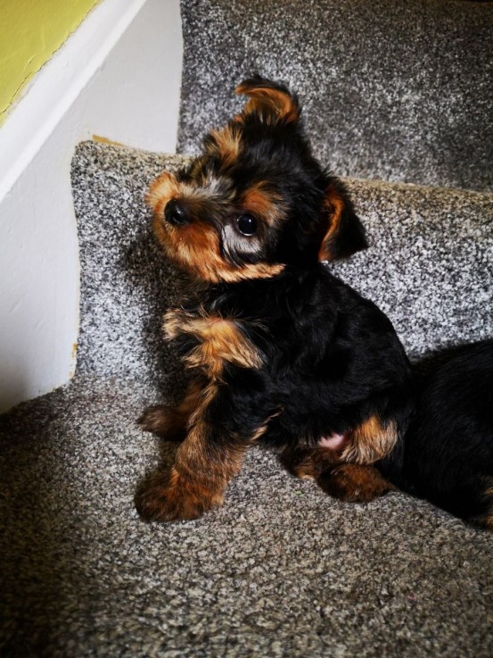  Shih Tzu puppies