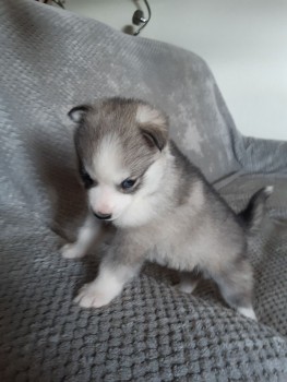  Siberian Husky Puppies