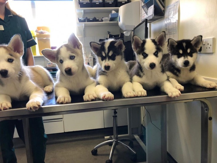  Siberian Husky Puppies