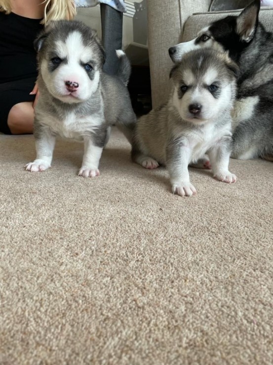  Siberian Husky Puppies