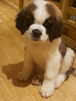  St Bernard puppies