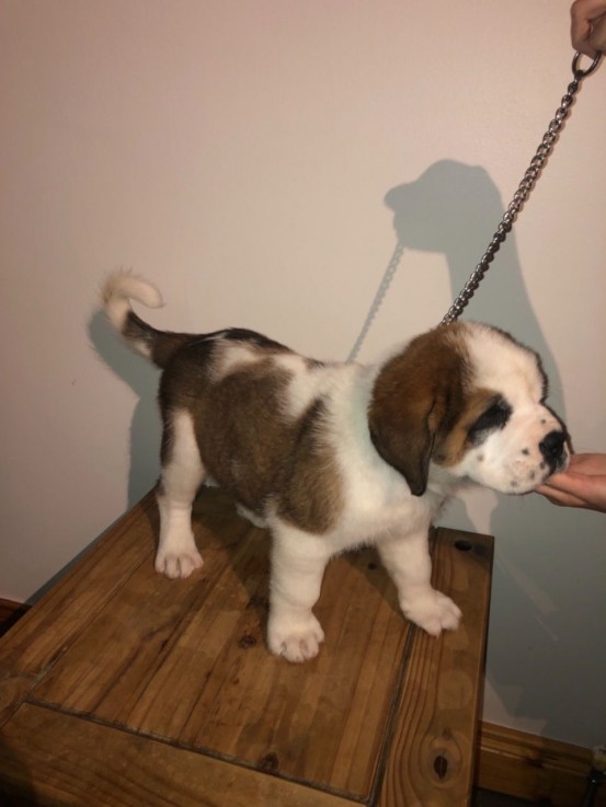  St Bernard puppies