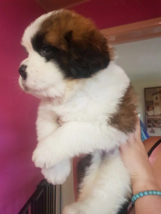  St Bernard puppies