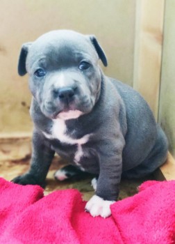 Staffordshire bull terrier puppies