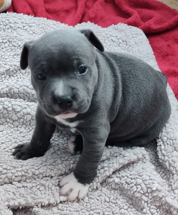 Staffordshire bull terrier puppies