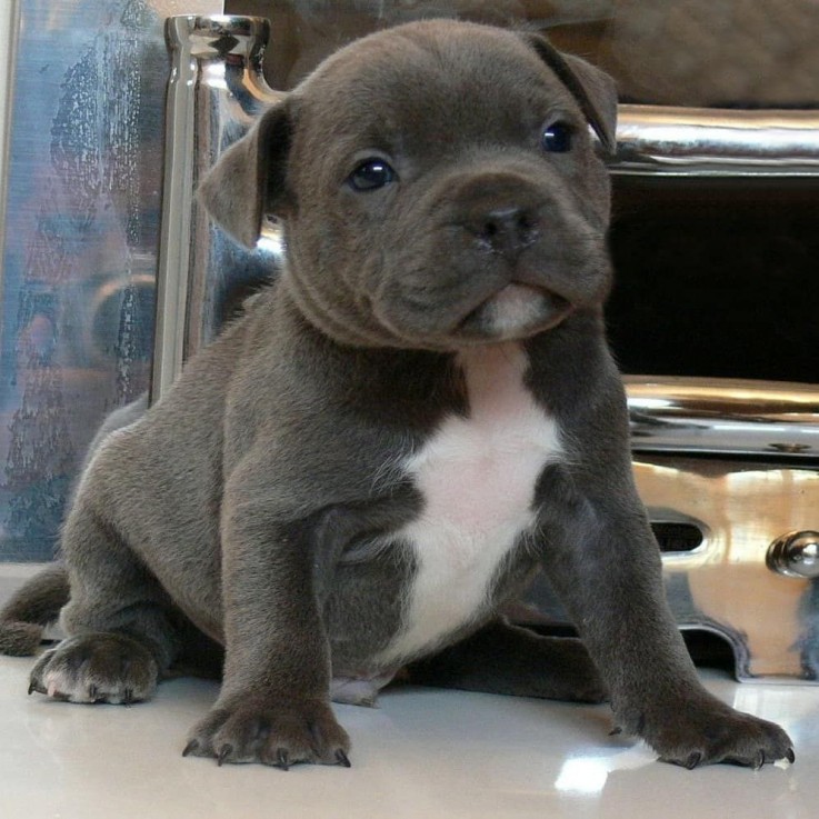 Staffordshire bull terrier puppies