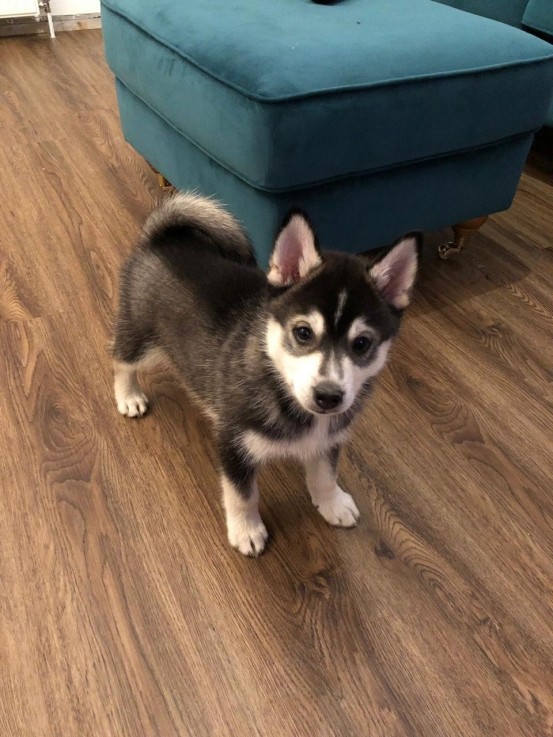  pomsky