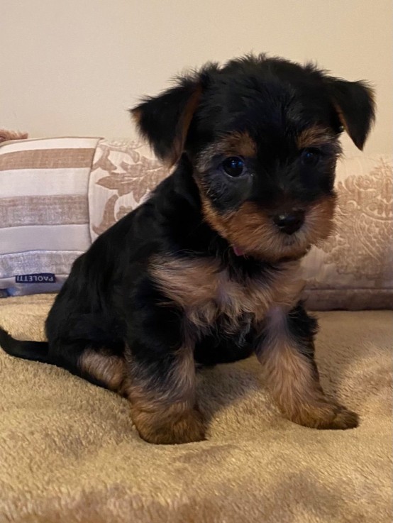  Yorkshire Terrier Puppies