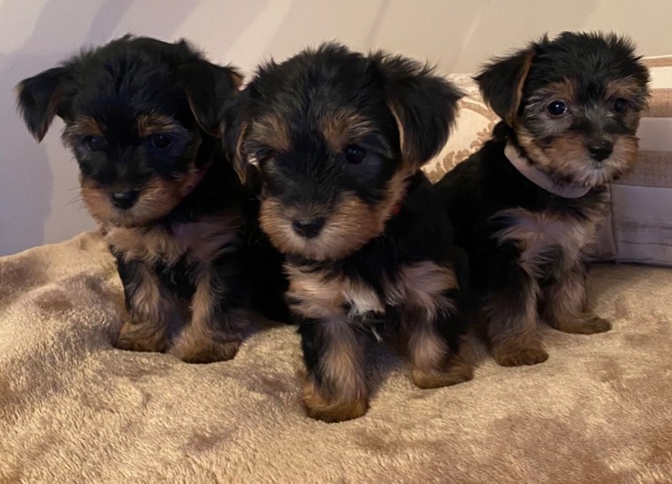  Yorkshire Terrier Puppies