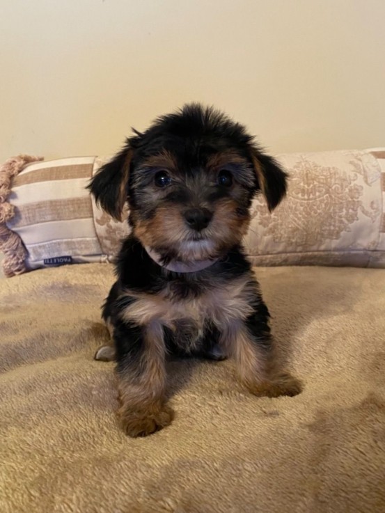  Yorkshire Terrier Puppies