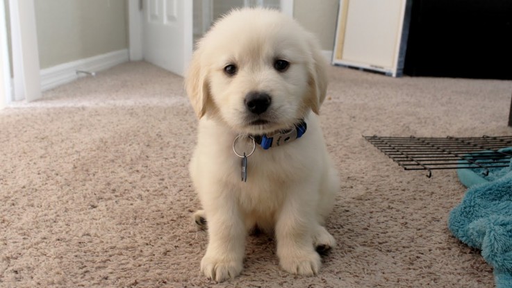  Golden retriever