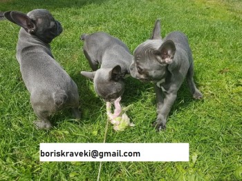 French Bulldog puppies 