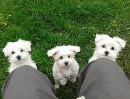 Maltese puppies