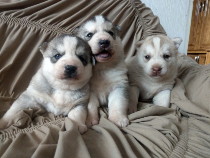 Siberian Husky puppies