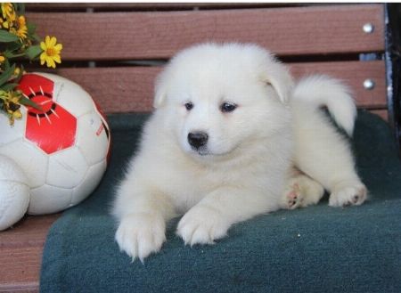 Samoyed puppies Last one remaining.