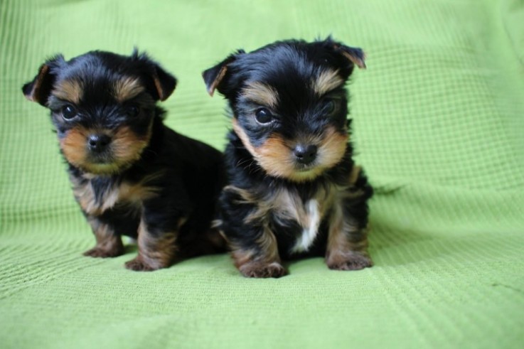 Beautiful Yorkshire Terriers Pups.