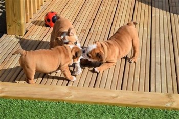 Stunning English Bulldog puppies.