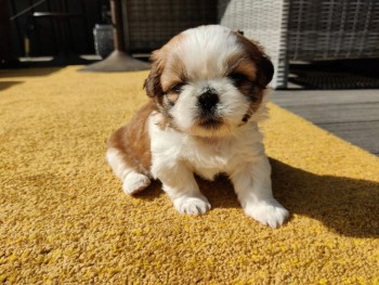 shih tzu puppies