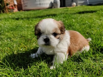 shih tzu puppies