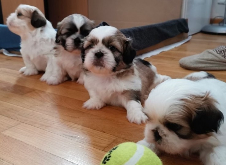 Pure breed shih tzu puppy