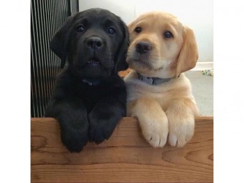 SWEET GOLDEN RETRIEVER PUPPIES