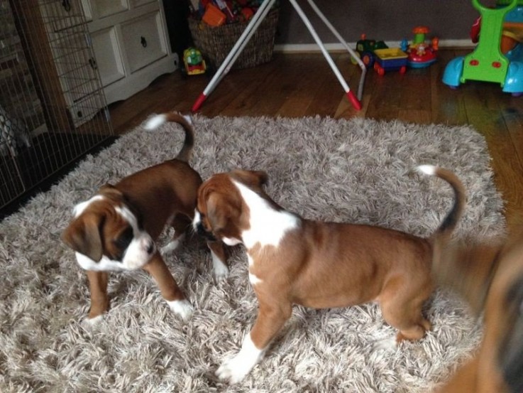 Boxer puppies for sale