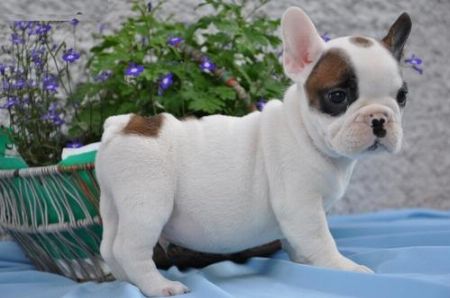 French Bulldog Puppies Available