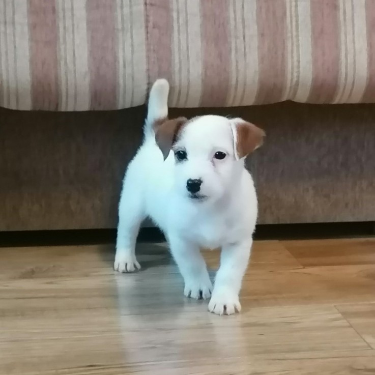 I have 2 Jack Russell Terrier puppies fo