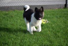 Toilet trained Akita puppies