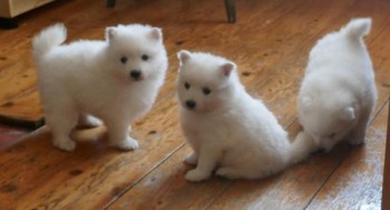 Samoyed puppies available