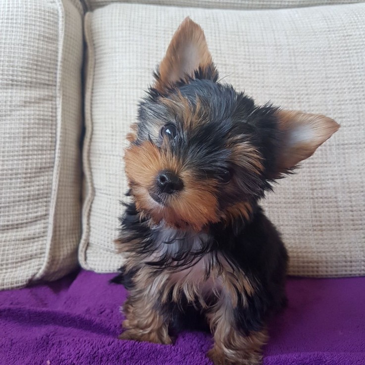 Adorable Yorkie Puppies