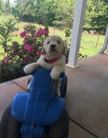 Adorable Golden Retriever Puppies