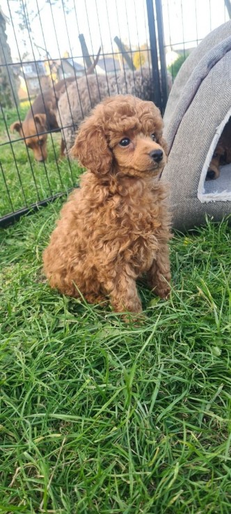 Cute and Intelligent poodles 