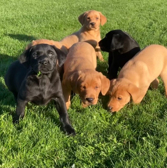 Big Boned adorable Labrador Retriever