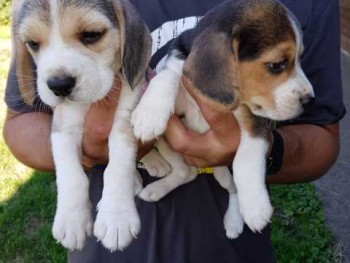 Adorable and Super playful beagle