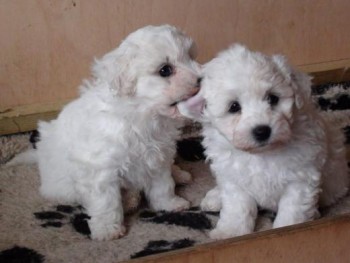 Adorable Bichon Fries Puppies 