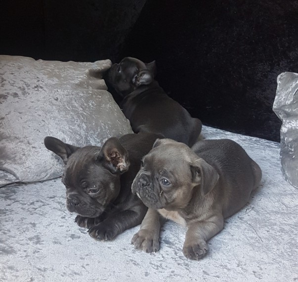 Gorgeous French Bulldog Puppies